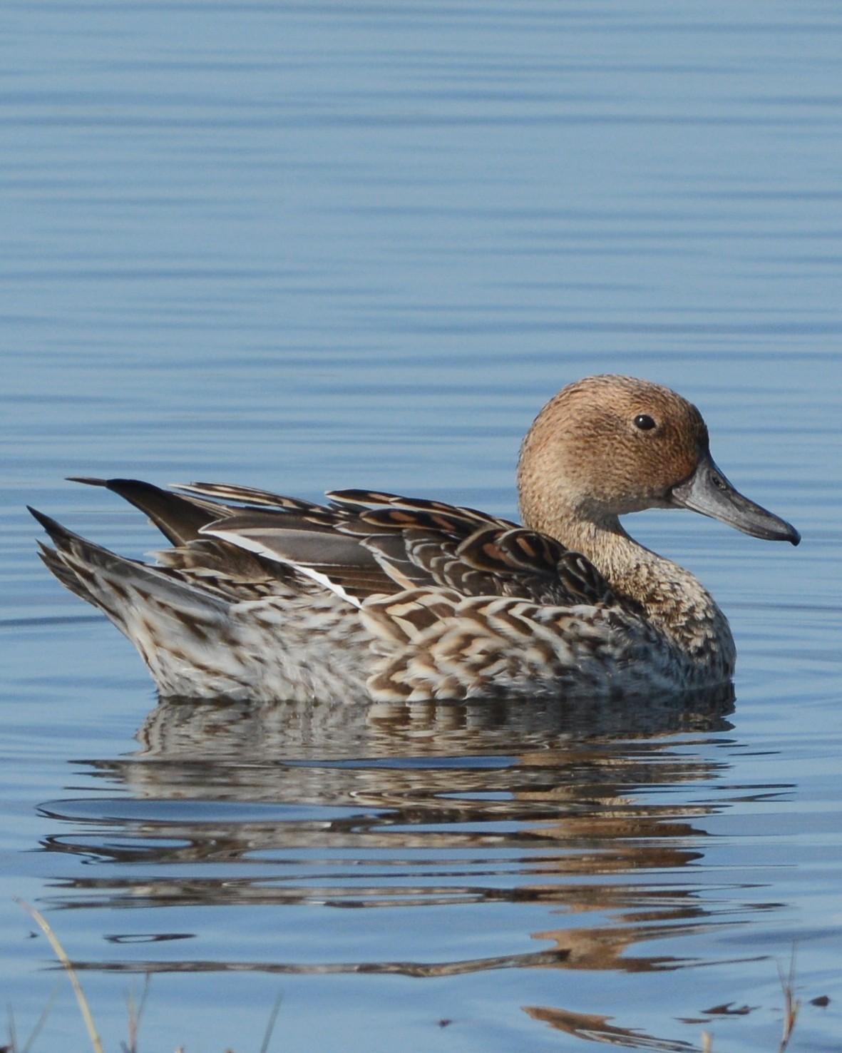 Northern Pintail Photo by David Hollie