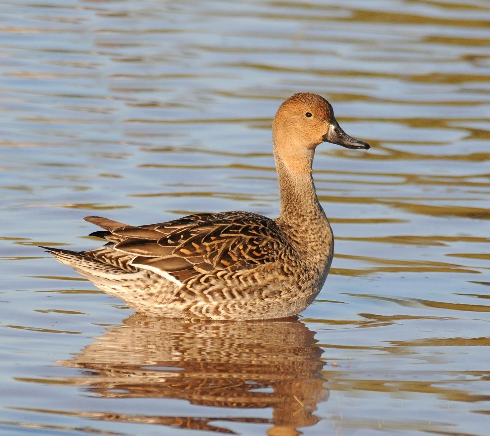 Northern Pintail Photo by Steven Mlodinow