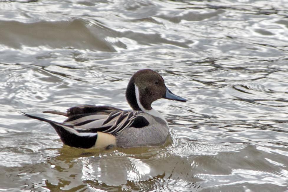 Northern Pintail Photo by Rob Dickerson