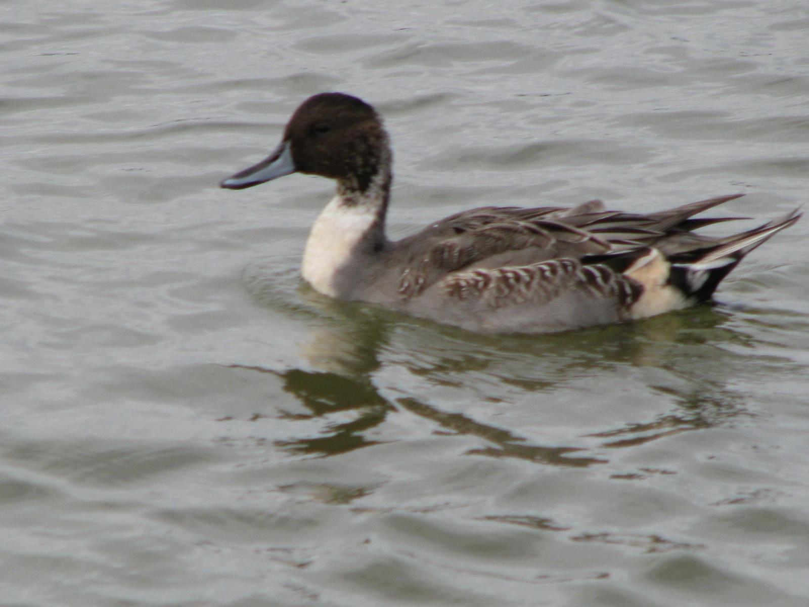 Northern Pintail Photo by Ted Goshulak