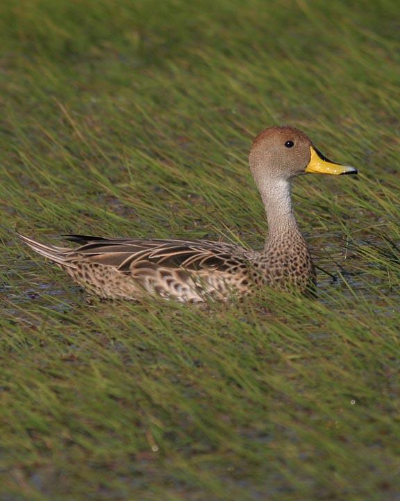 Yellow-billed Pintail Photo by Peter Boesman