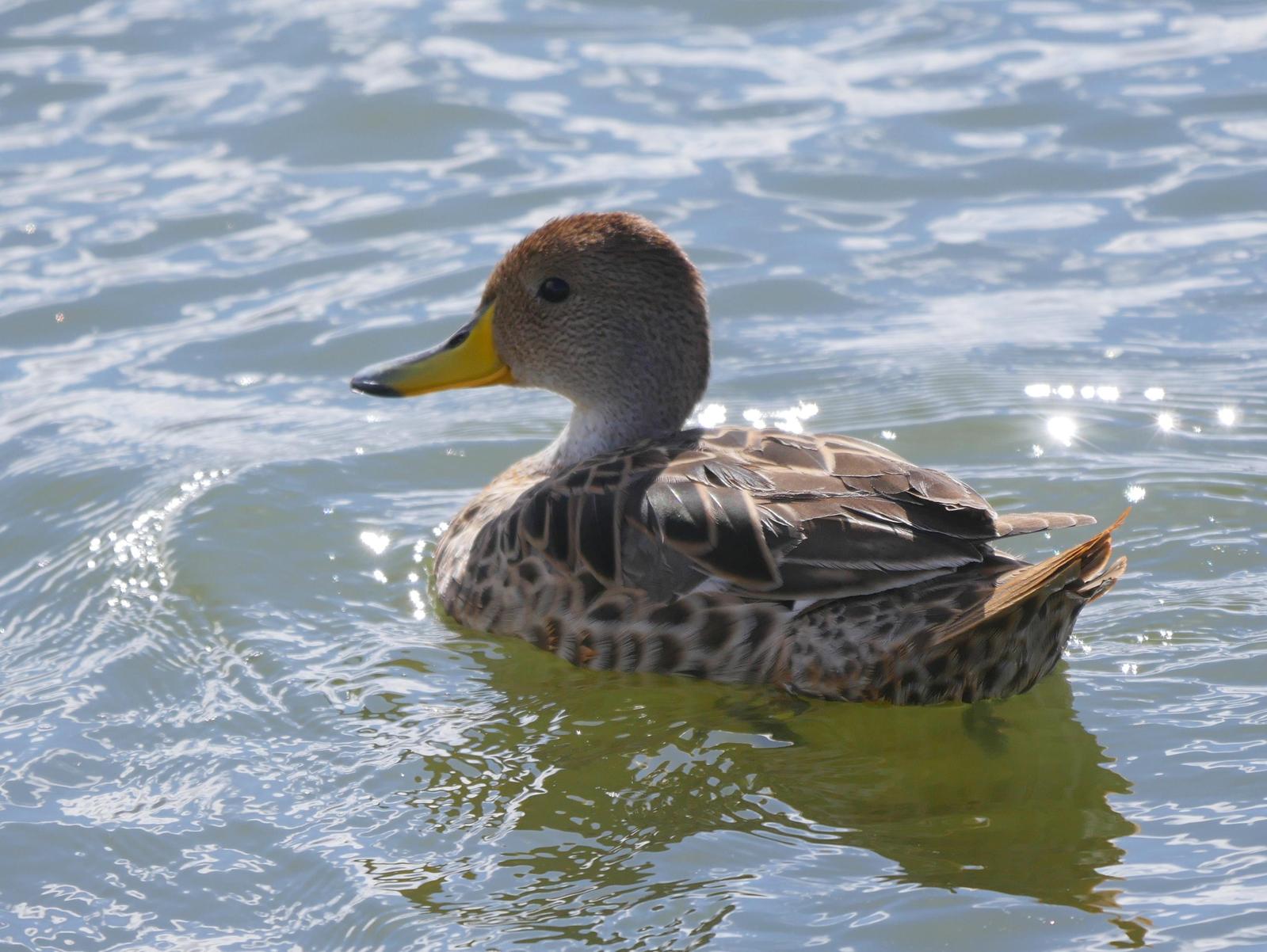 Yellow-billed Pintail Photo by Peter Lowe