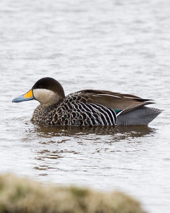 Silver Teal Photo by Robert Lewis
