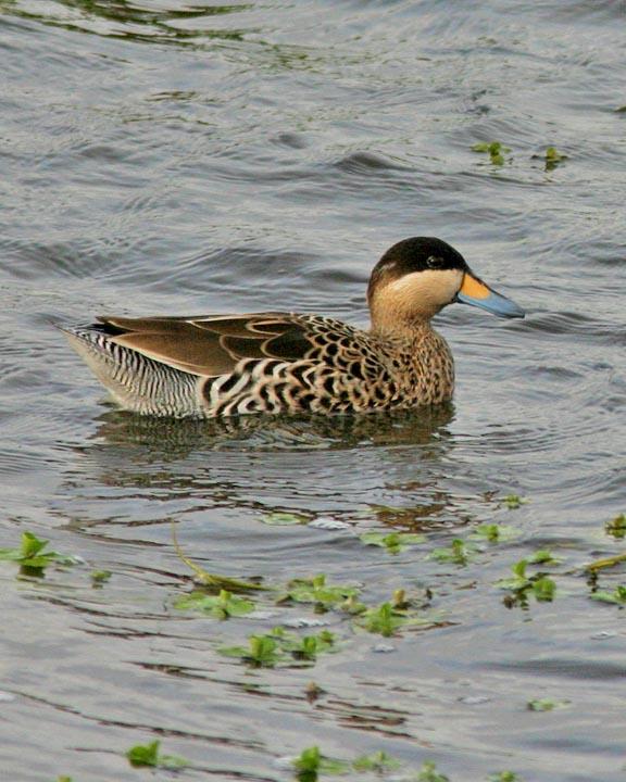 Silver Teal Photo by Peter Boesman