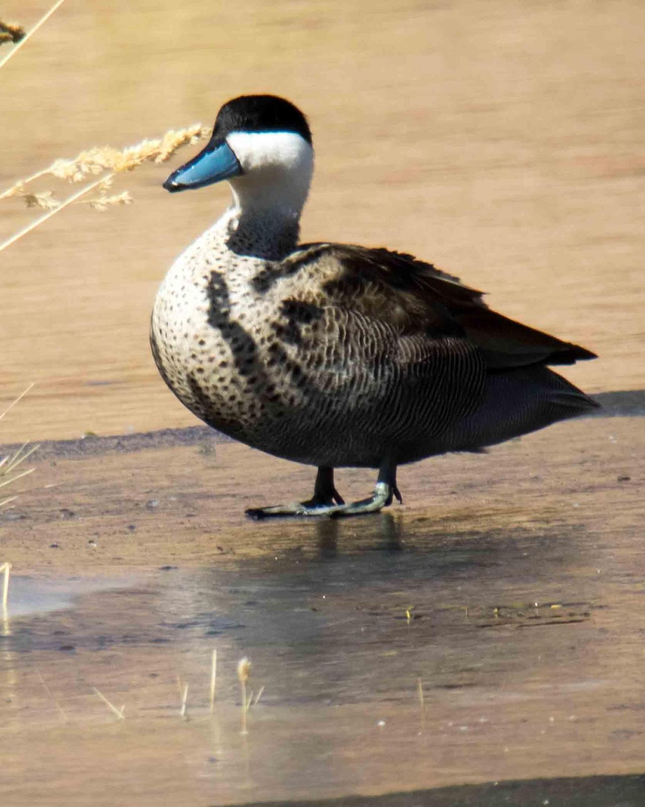 Puna Teal Photo by Bob Hasenick