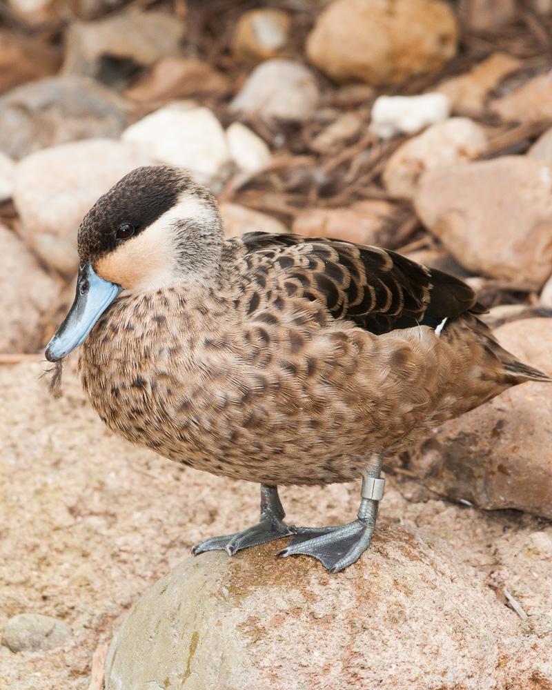 Hottentot Teal Photo by Chris Harrison