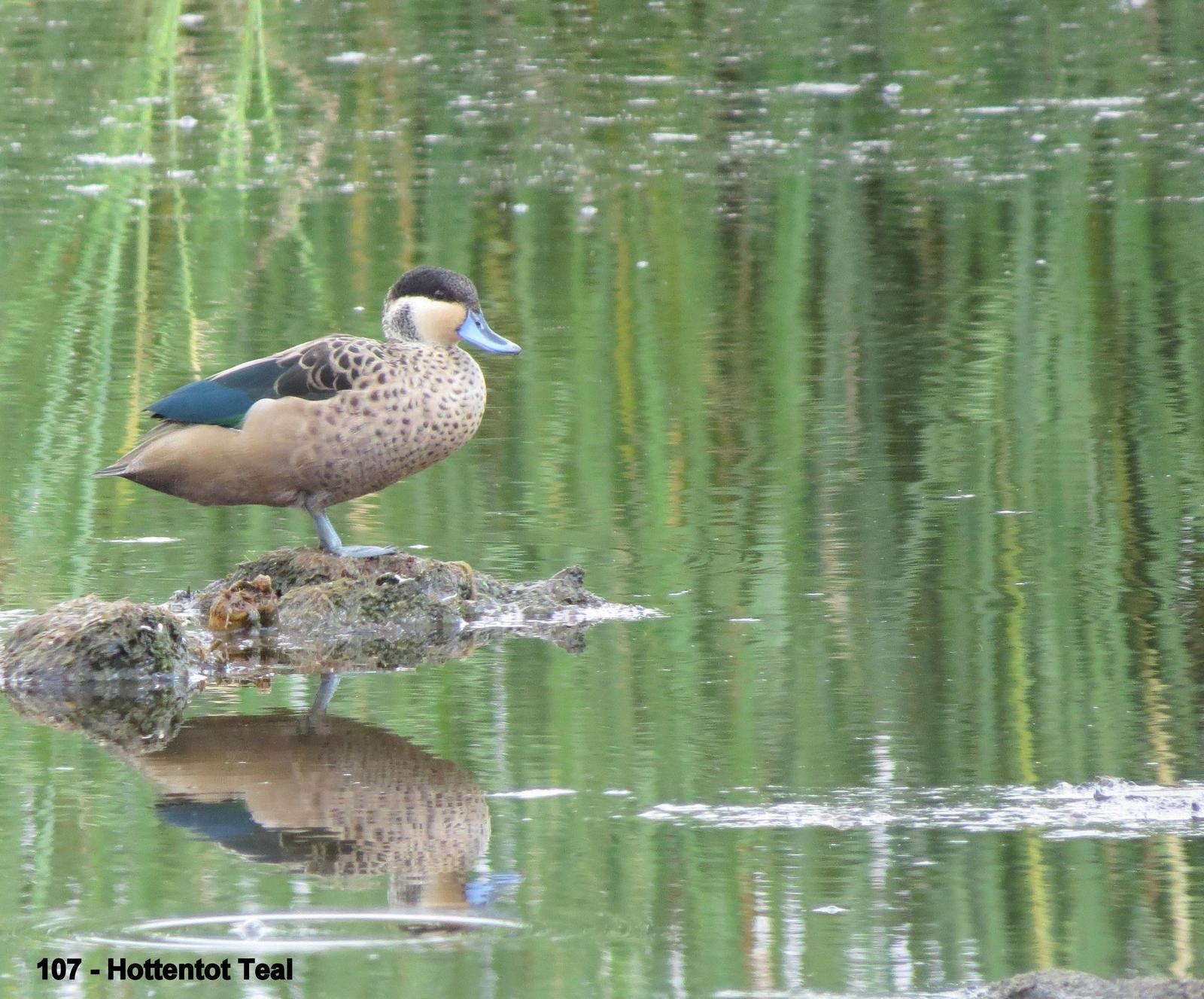 Hottentot Teal Photo by Richard  Lowe
