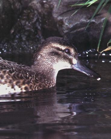 Garganey Photo by Monte Taylor