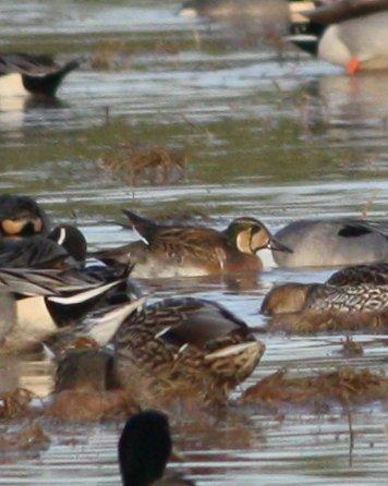 Baikal Teal Photo by Andrew Core