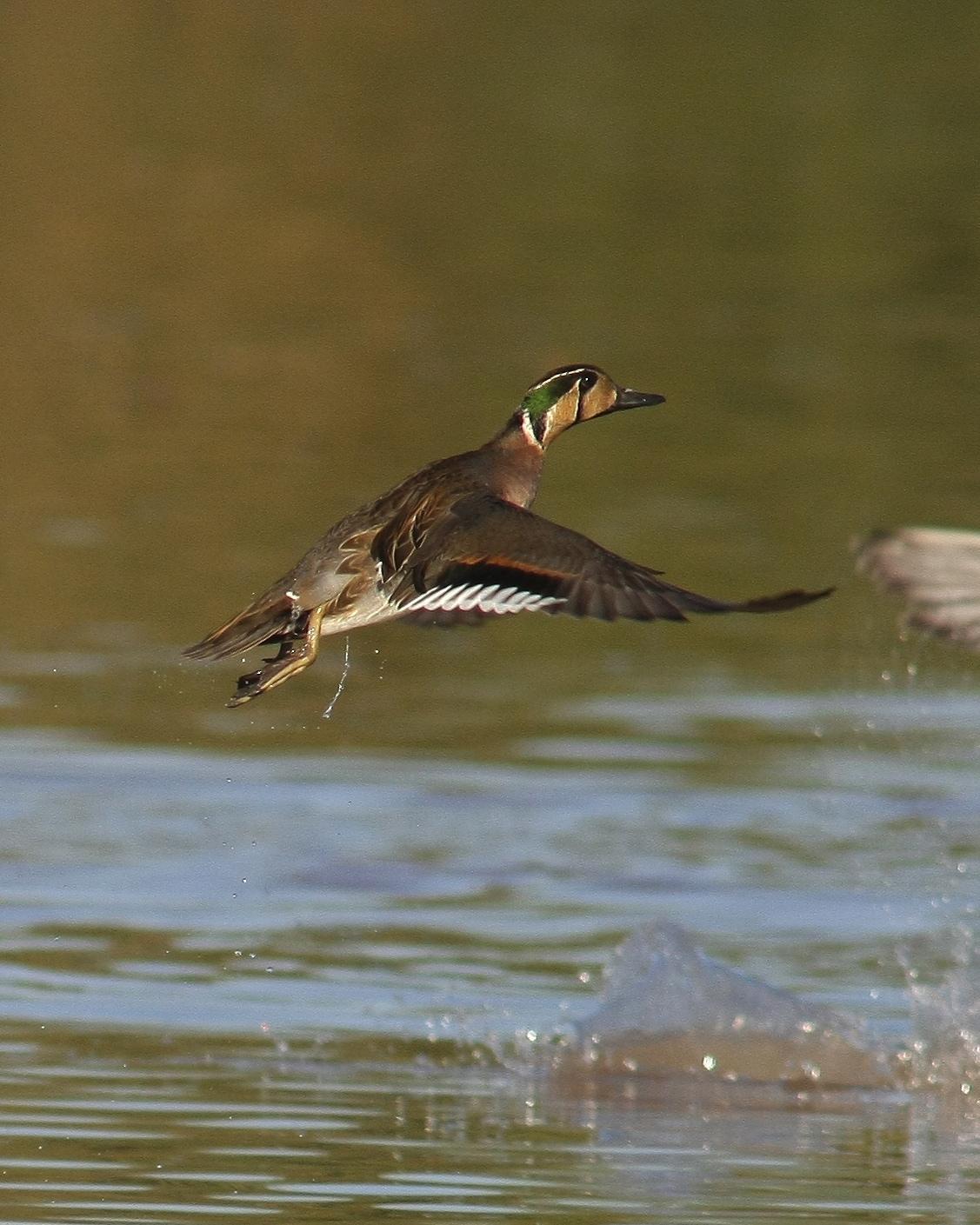 Baikal Teal Photo by Monte Taylor