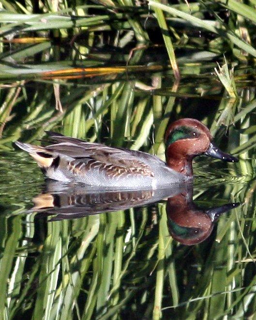 Green-winged Teal Photo by Andrew Core