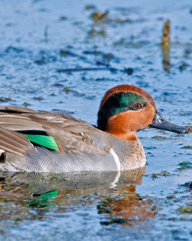 Green-winged Teal Photo by JC Knoll