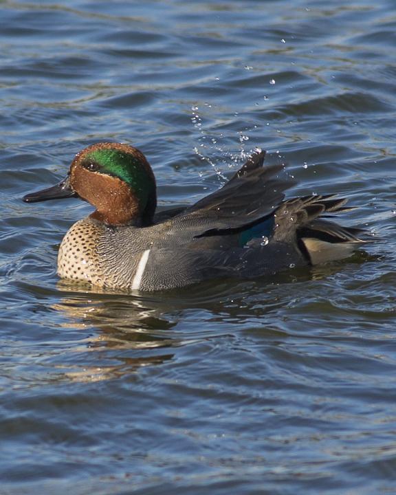Green-winged Teal Photo by Anthony Gliozzo