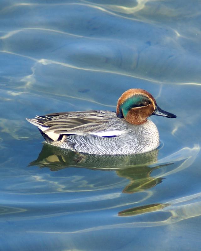 Green-winged Teal Photo by Natalie Raeber