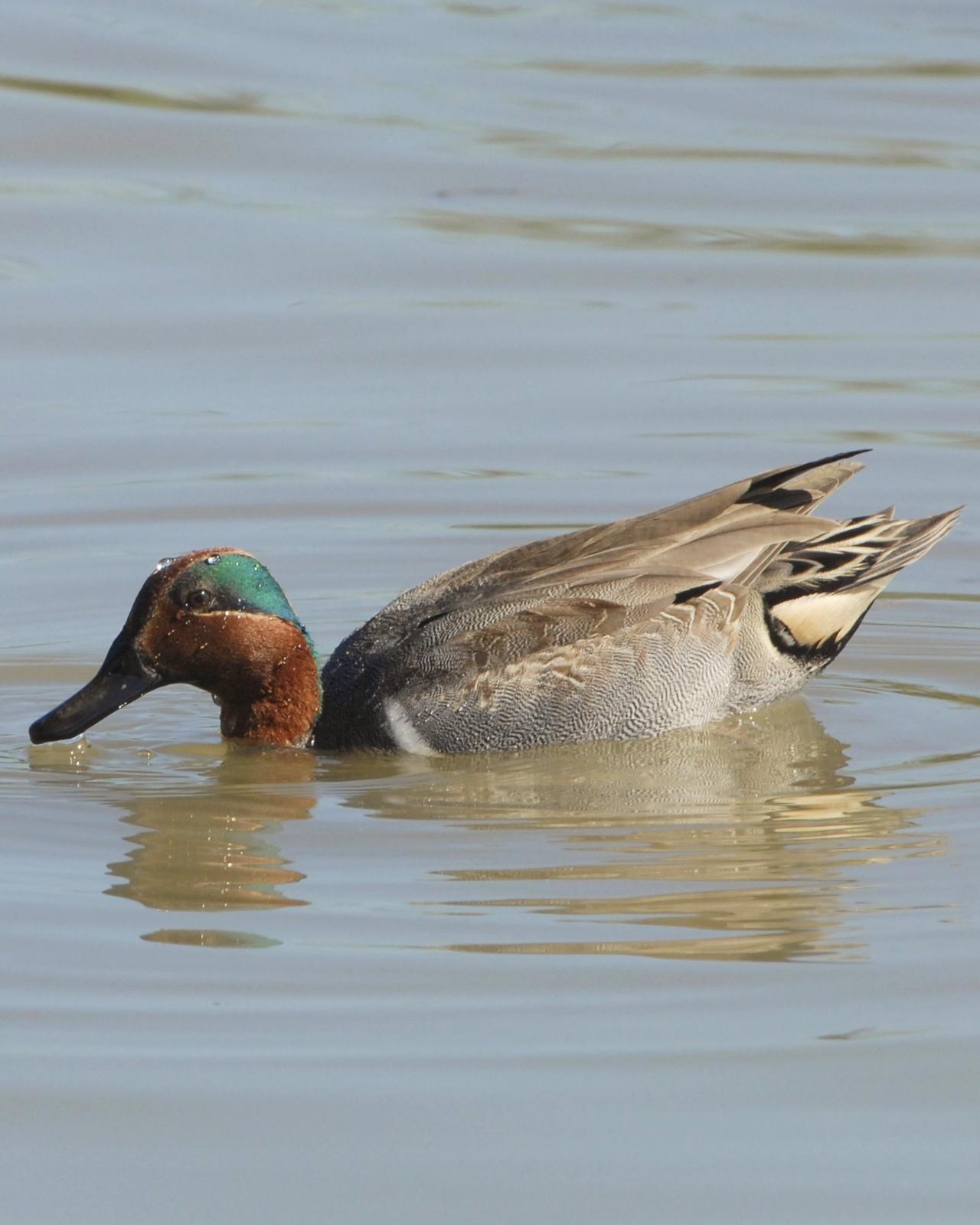 Green-winged Teal Photo by David Hollie