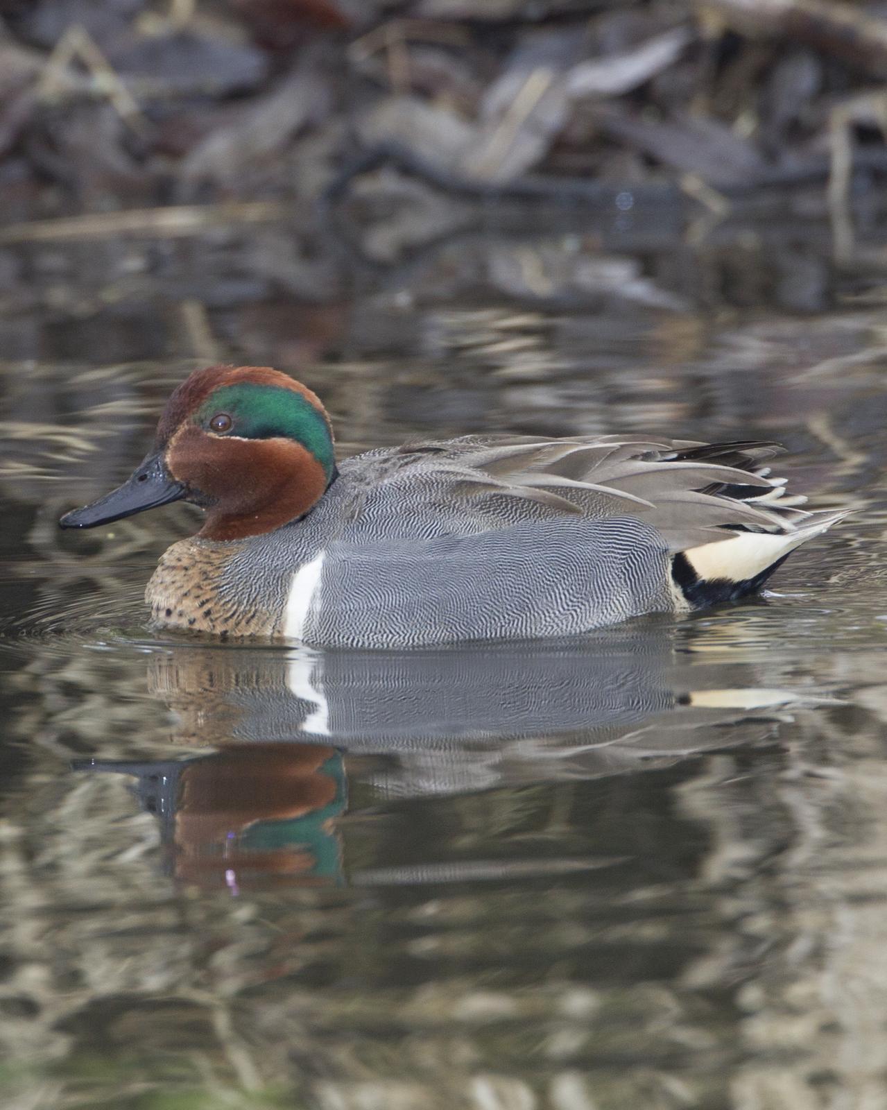 Green-winged Teal Photo by Jeff Moore