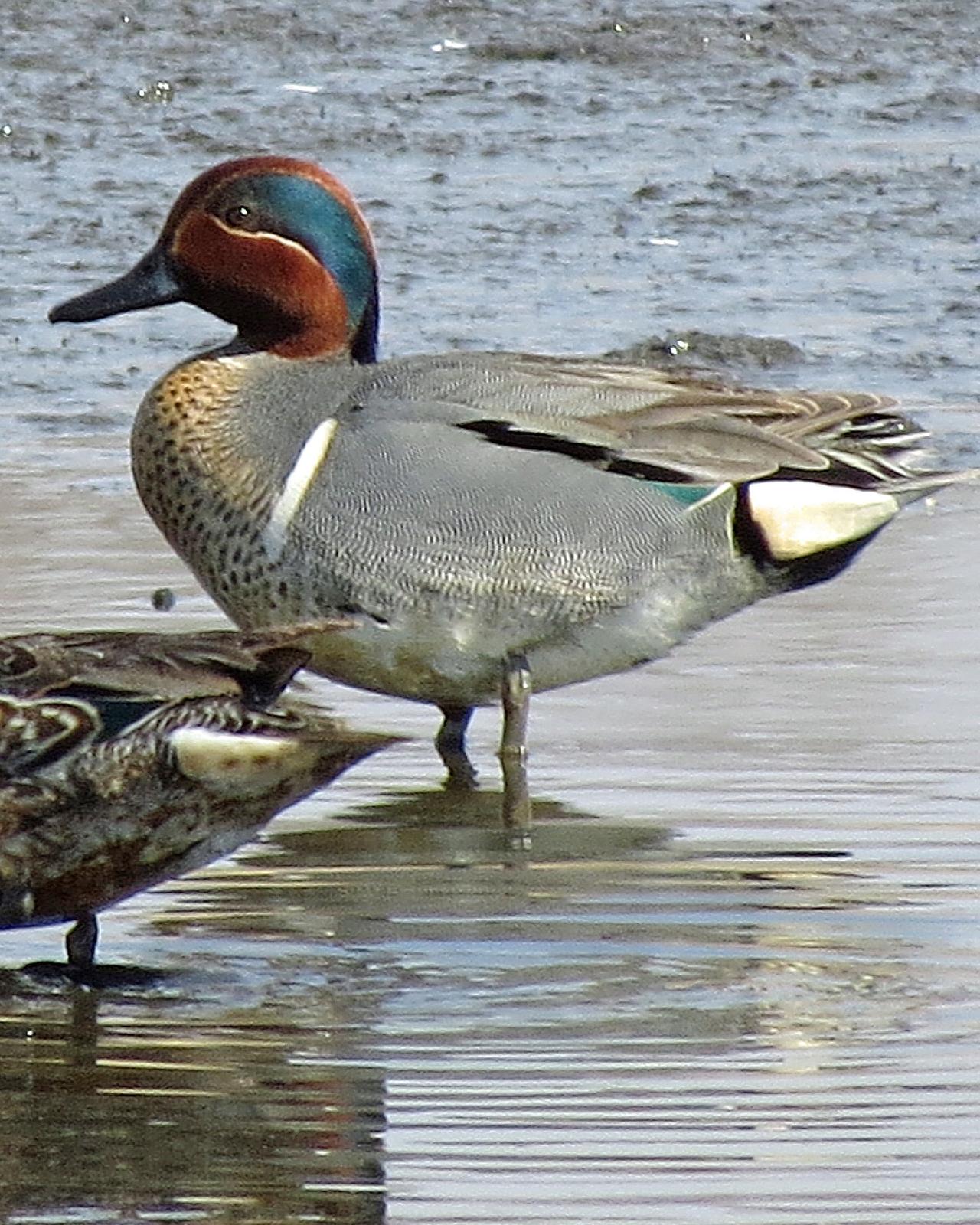 Green-winged Teal Photo by Kelly Preheim