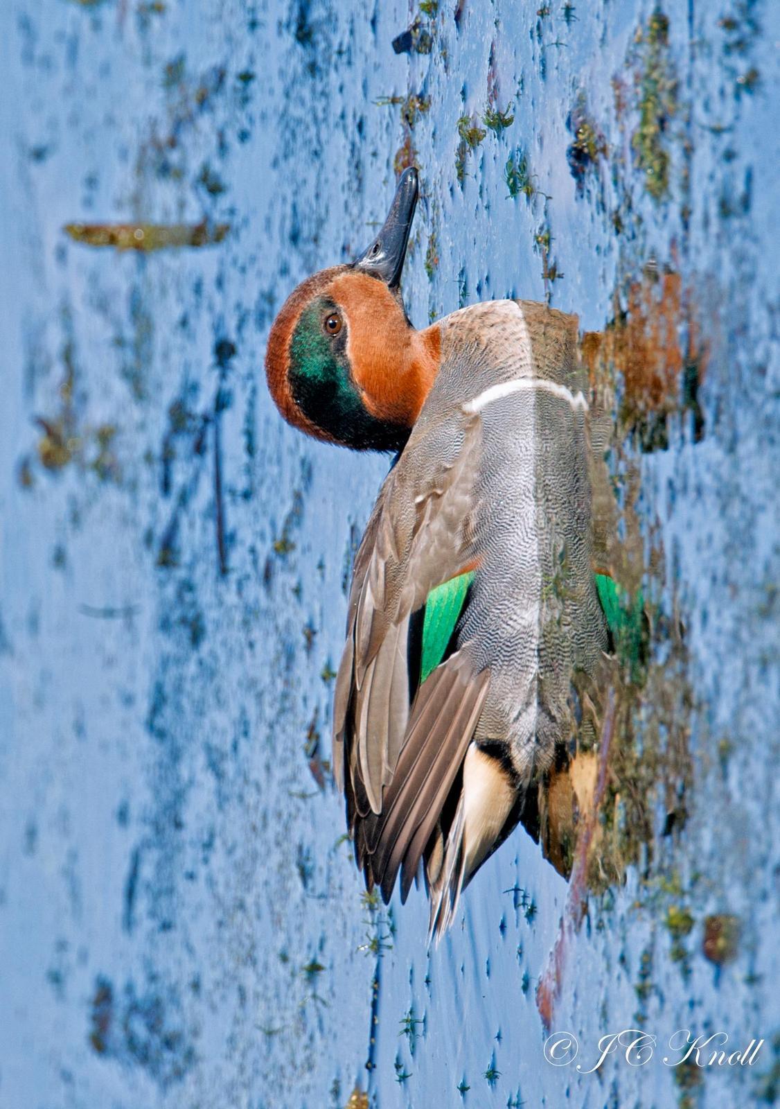 Green-winged Teal Photo by JC Knoll