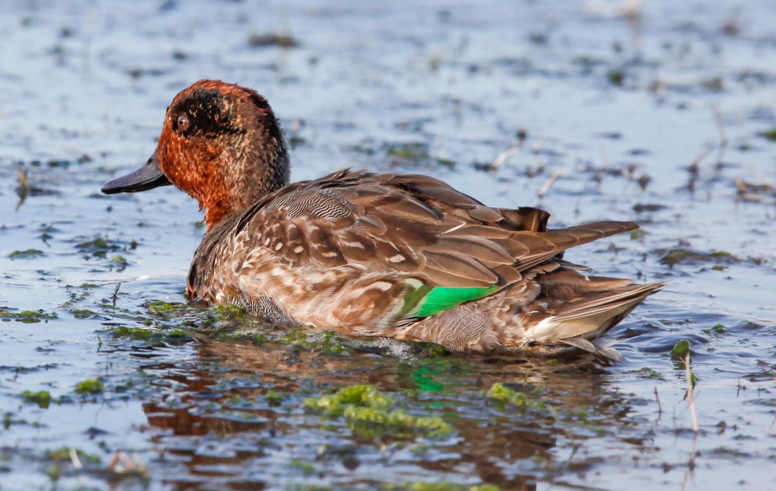 Green-winged Teal Photo by Lucy Wightman