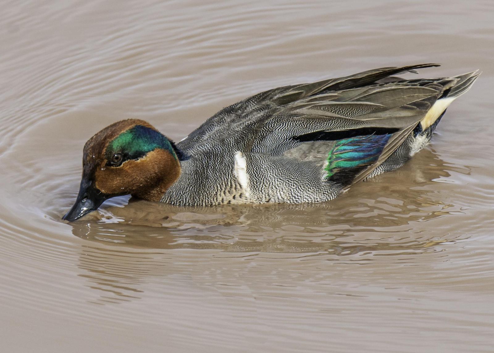 Green-winged Teal Photo by Mason Rose