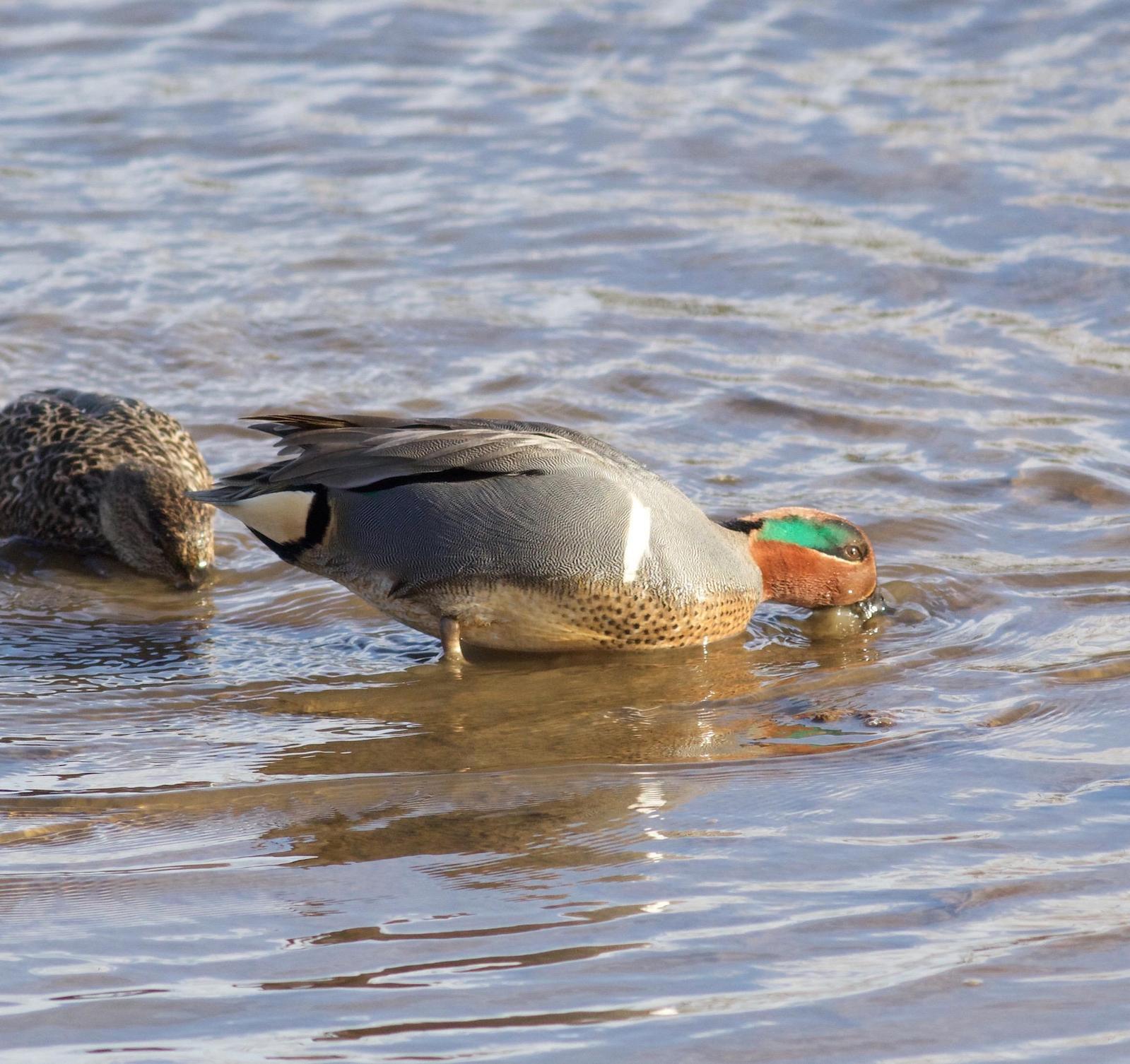 Green-winged Teal Photo by Kathryn Keith