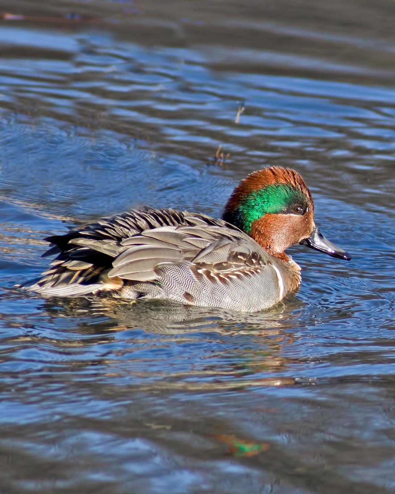 Green-winged Teal Photo by Rob Dickerson
