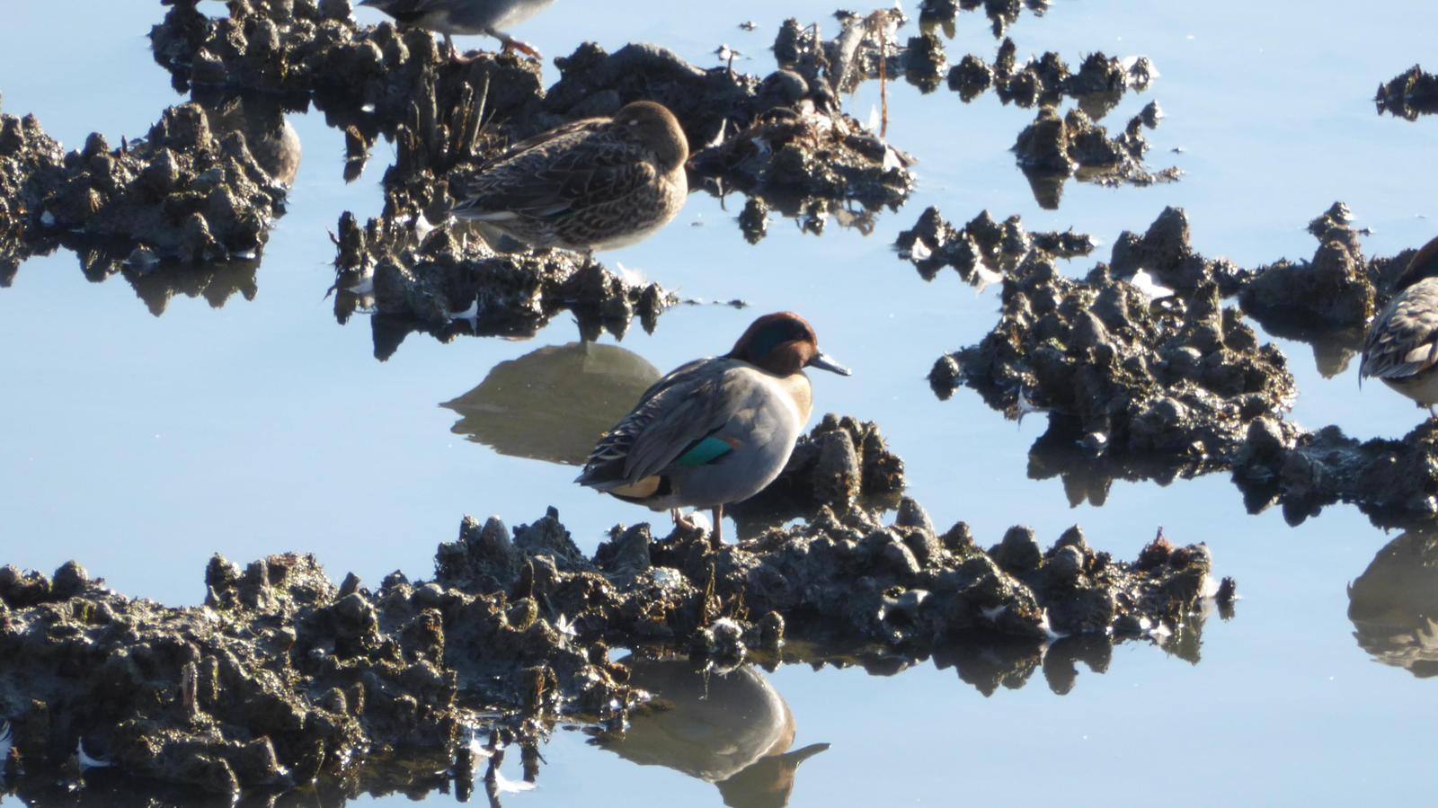 Green-winged Teal Photo by Daliel Leite