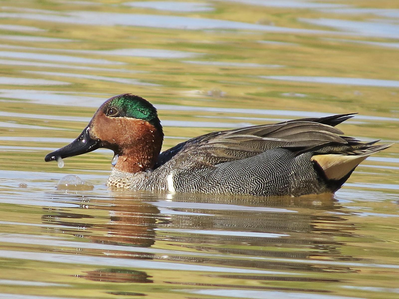 Green-winged Teal Photo by Bob Neugebauer