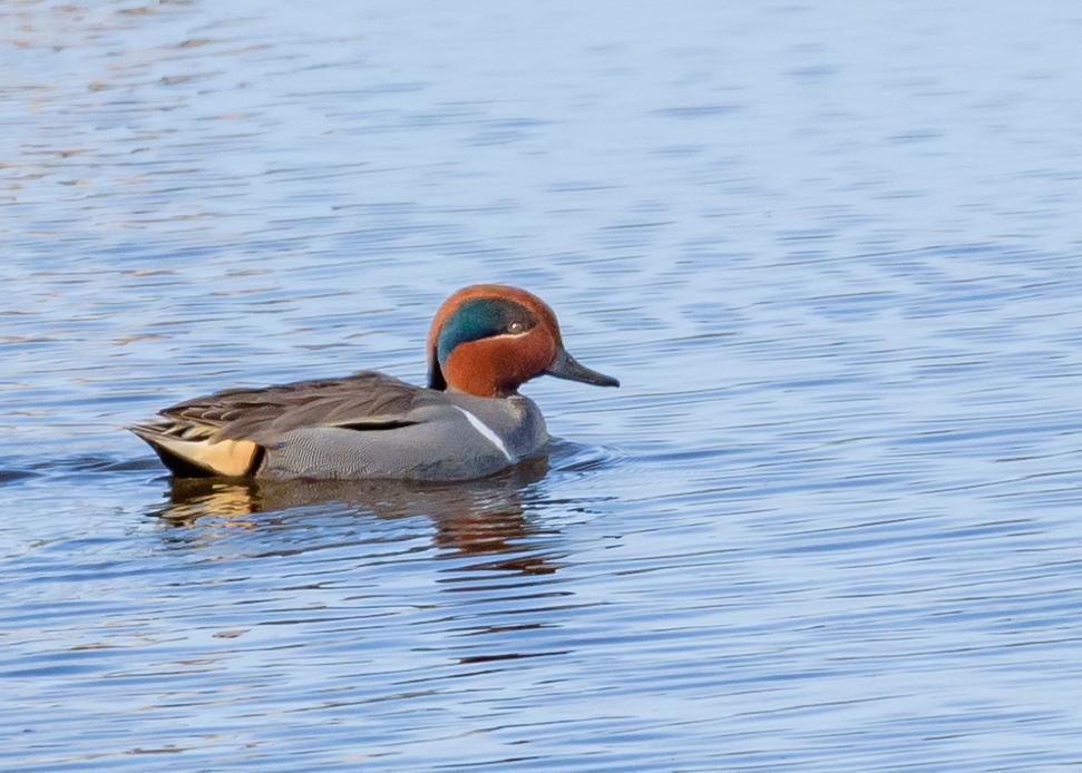 Green-winged Teal Photo by Keshava Mysore