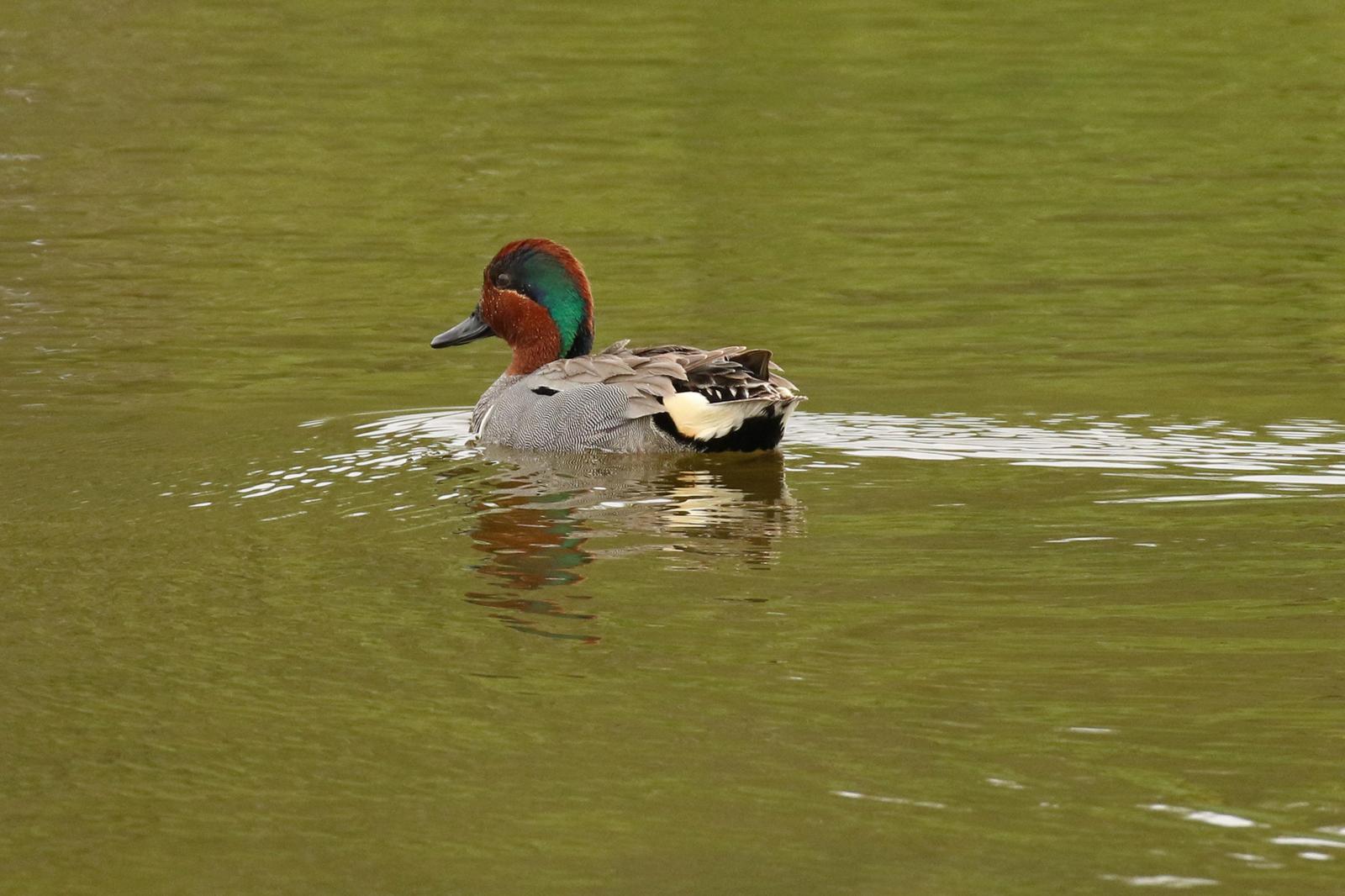 Green-winged Teal Photo by Kristy Baker