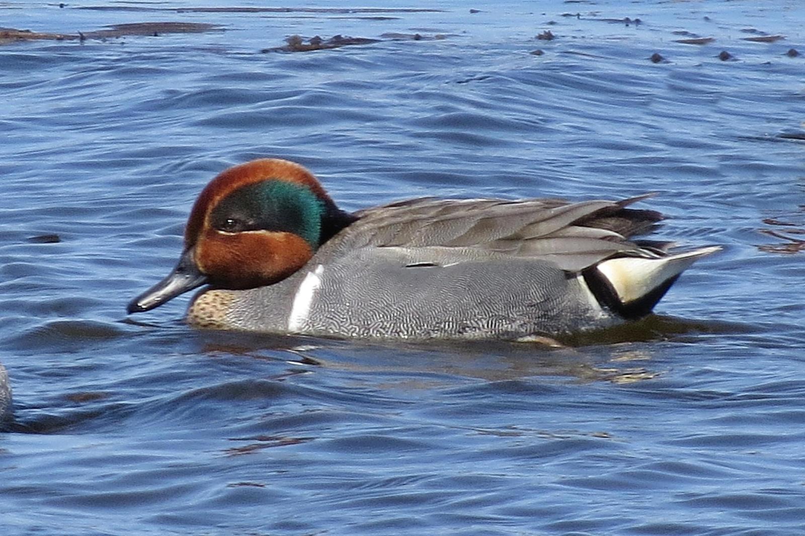 Green-winged Teal Photo by Enid Bachman