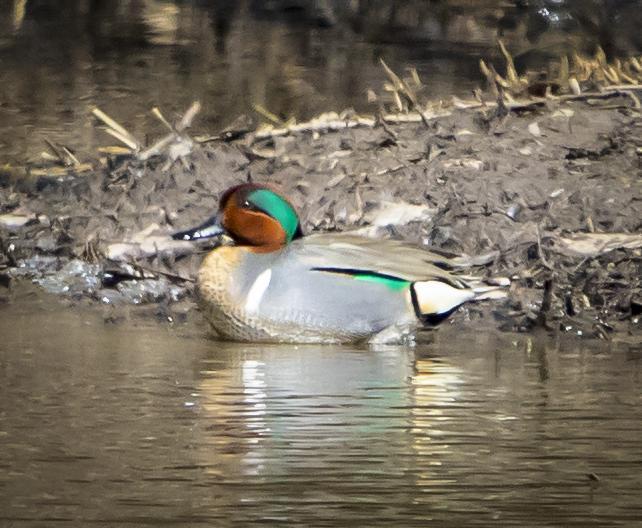 Green-winged Teal Photo by Tom Gannon