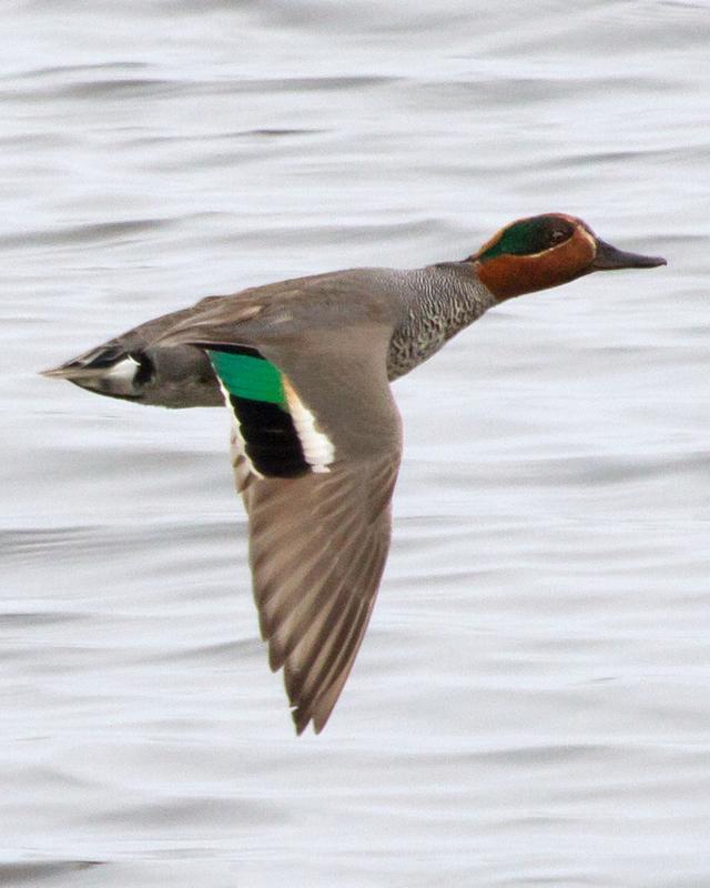 Green-winged Teal Photo by Ashley Bradford