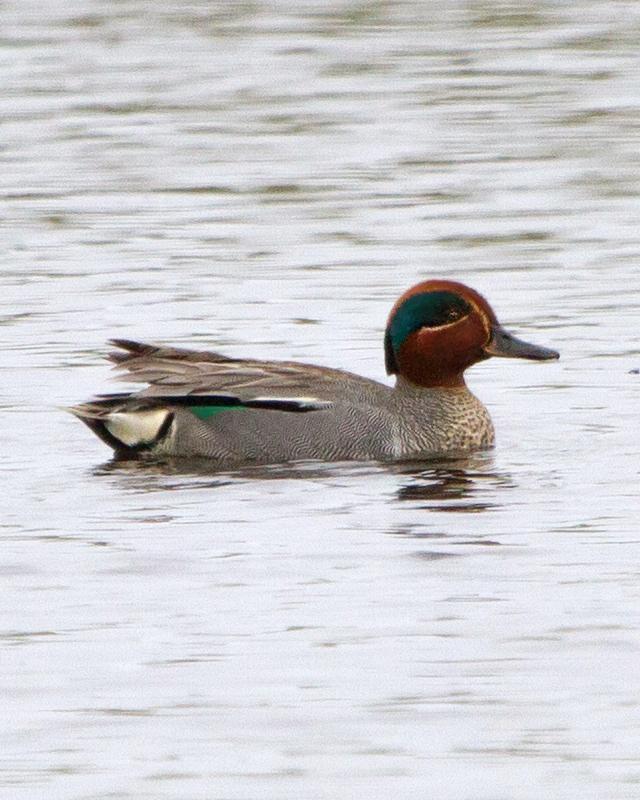 Green-winged Teal Photo by Ashley Bradford