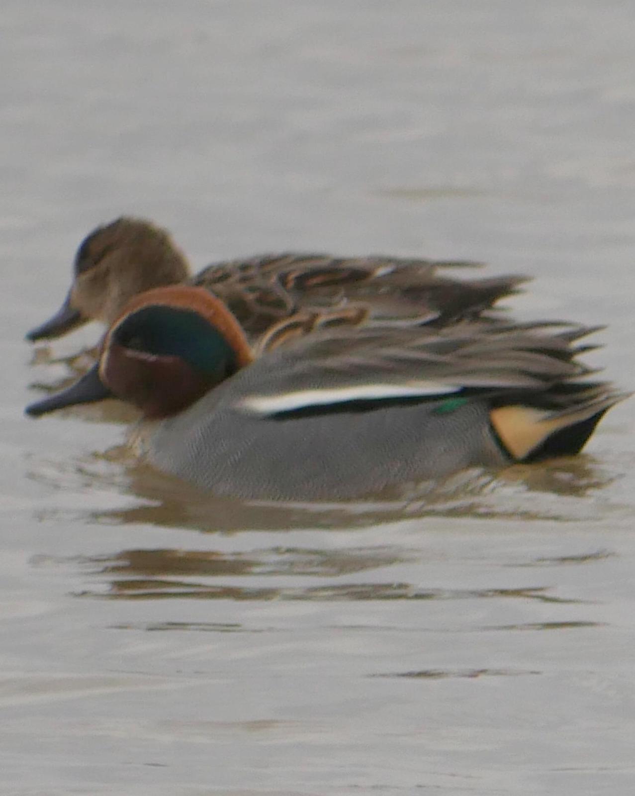 Green-winged Teal Photo by Peter Lowe