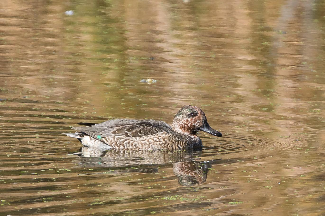 Green-winged Teal Photo by Gerald Hoekstra