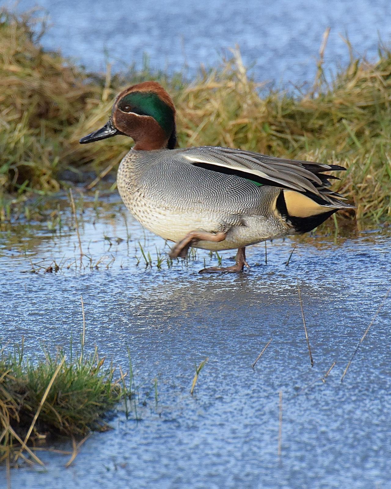 Green-winged Teal (Eurasian) Photo by Steve Percival