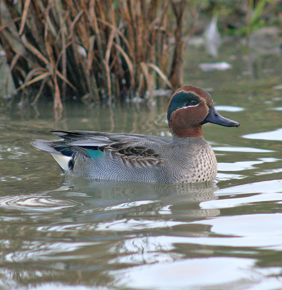 Green-winged Teal (Eurasian) Photo by Peter Boesman