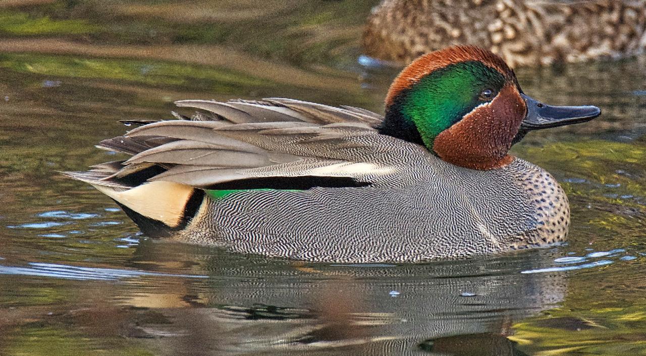 Green-winged Teal (Eurasian x American) Photo by Brian Avent