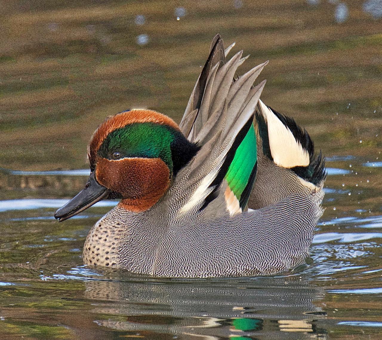 Green-winged Teal (Eurasian x American) Photo by Brian Avent