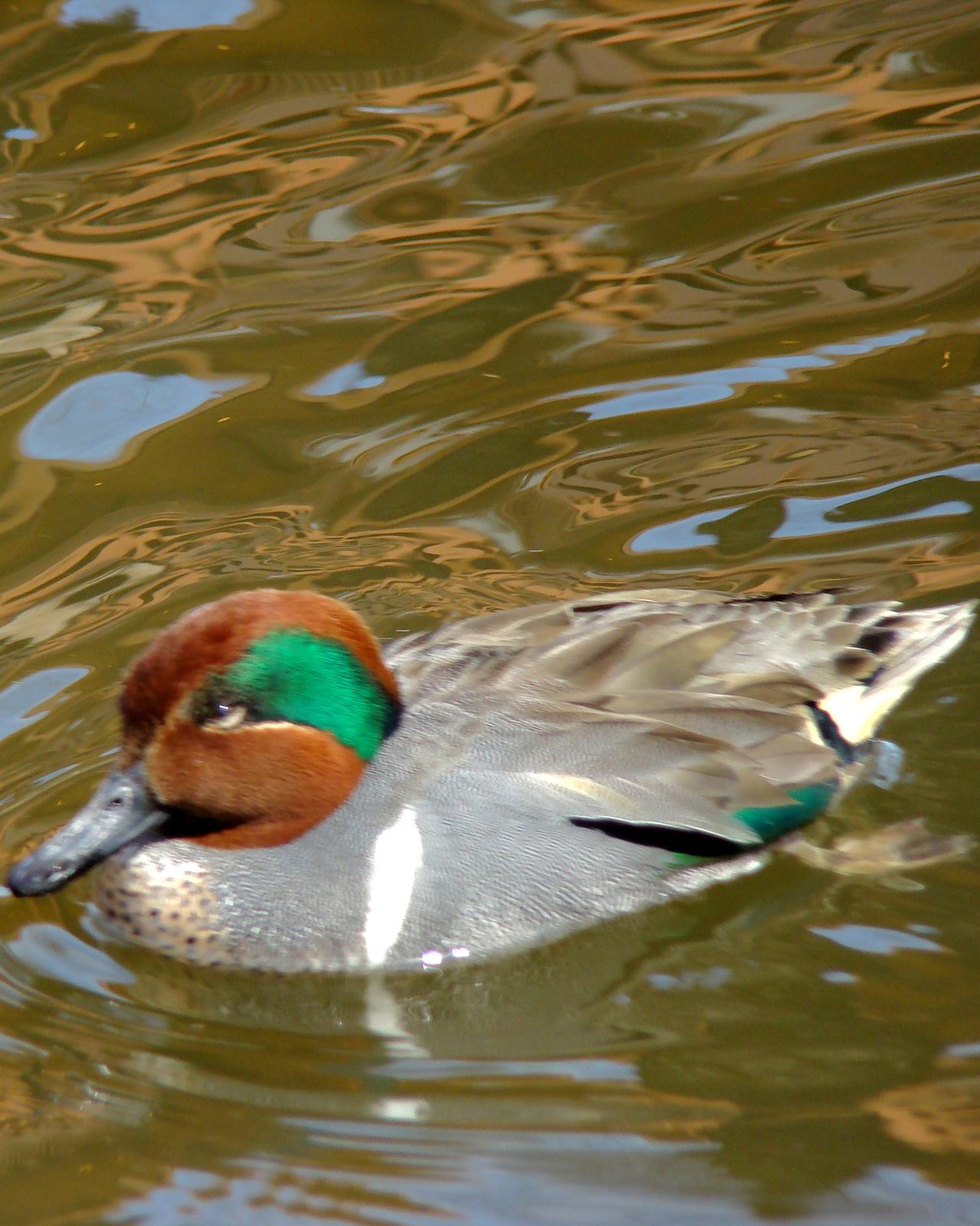 Green-winged Teal (American) Photo by Michael Gruskin