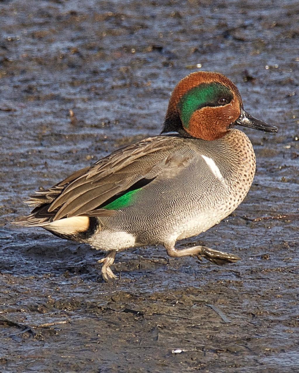 Green-winged Teal (American) Photo by Brian Avent