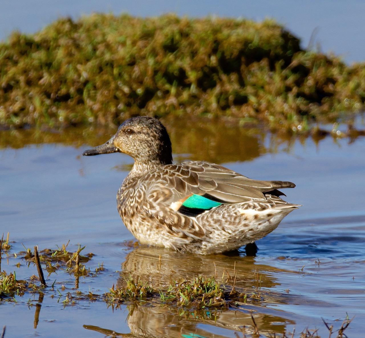 Green-winged Teal (American) Photo by Brian Avent