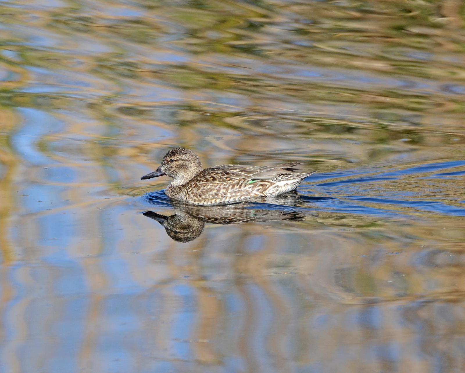 Green-winged Teal (American) Photo by Steven Mlodinow