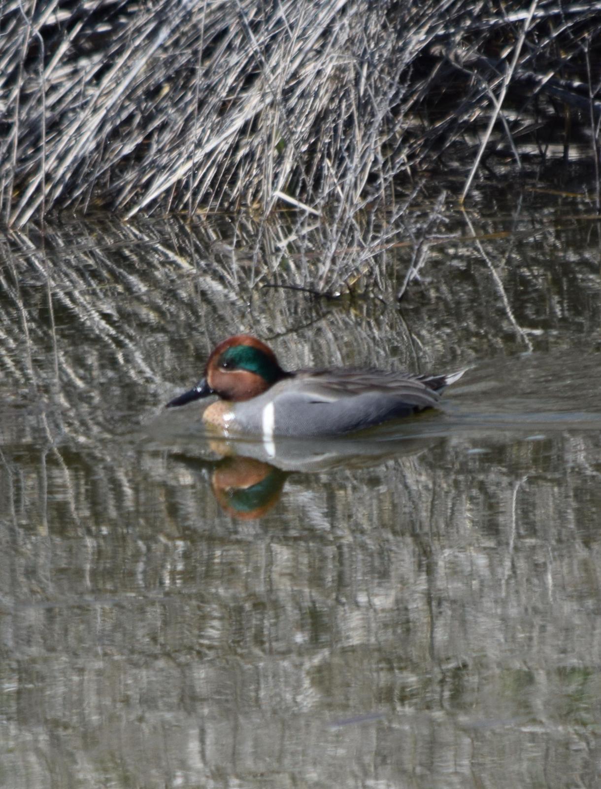 Green-winged Teal (American) Photo by Ken Shawcroft