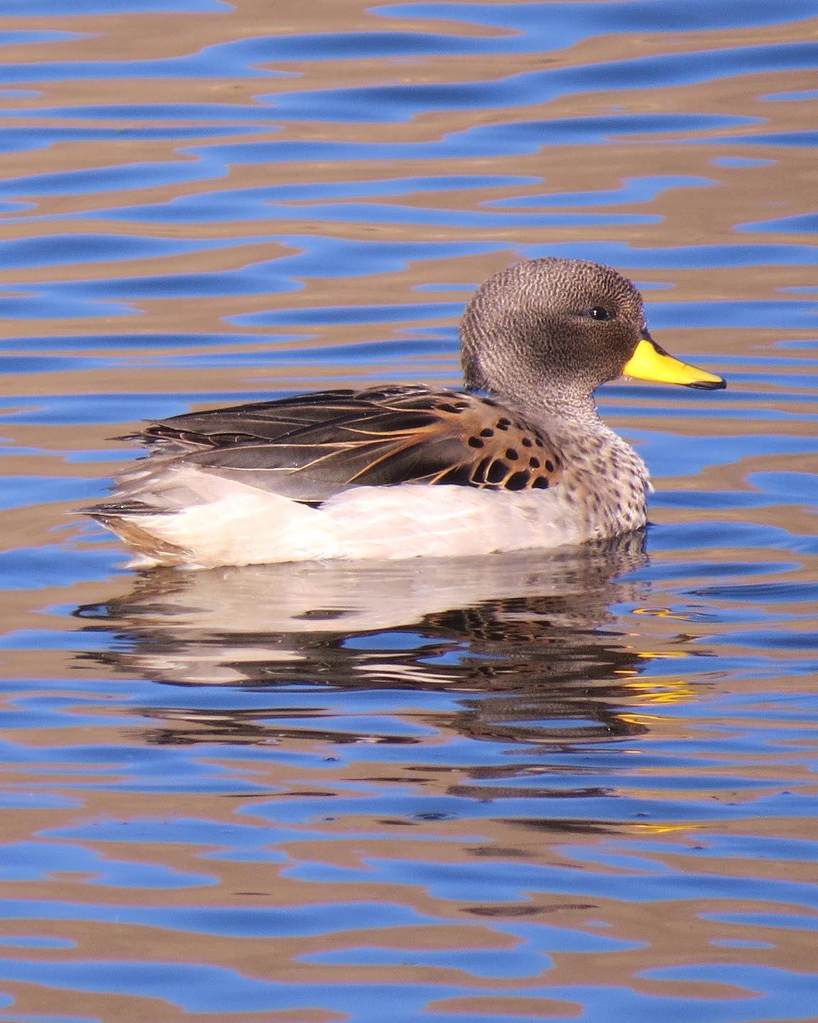Yellow-billed Teal Photo by Peter Boesman