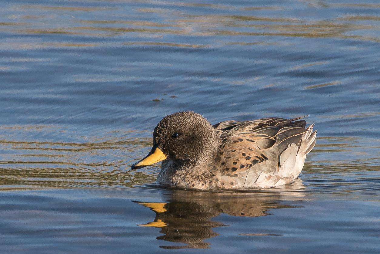 Yellow-billed Teal Photo by Gerald Hoekstra