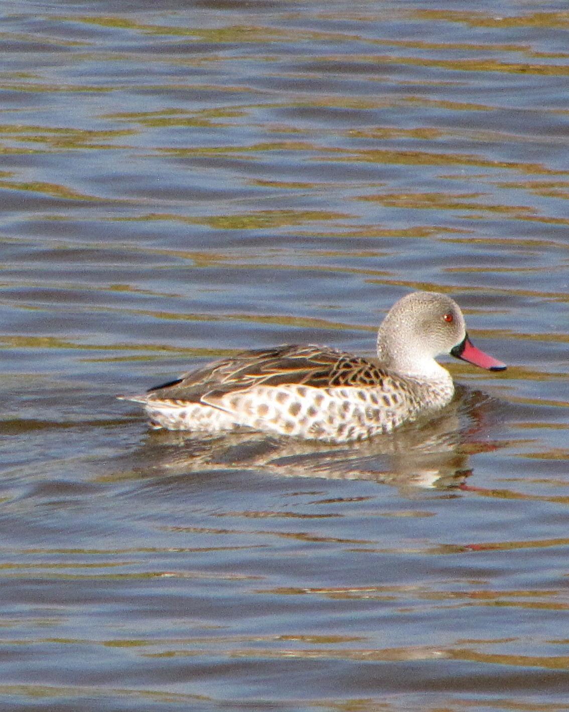 Cape Teal Photo by Richard  Lowe