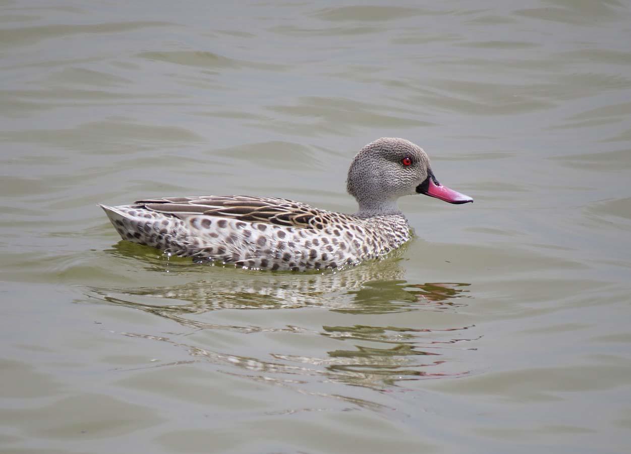 Cape Teal Photo by Peter Boesman