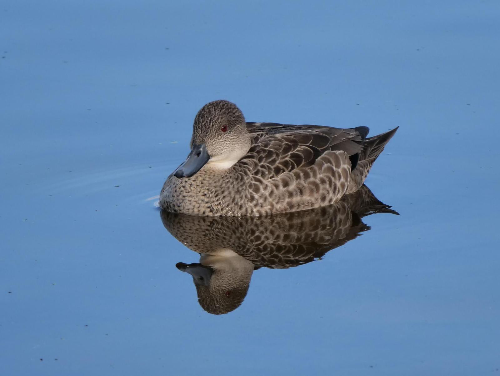 Gray Teal Photo by Peter Lowe